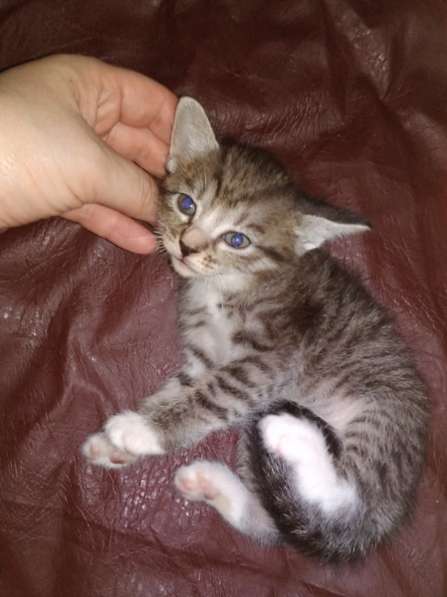 Элитная Бенгальские Снежный барс котятки в Санкт-Петербурге фото 45