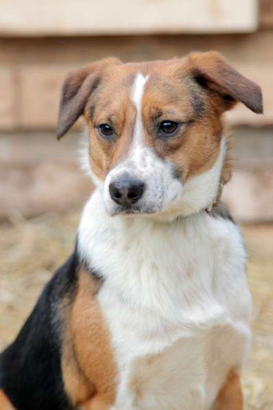 Коротколапик Мисти в дар в Москве фото 3