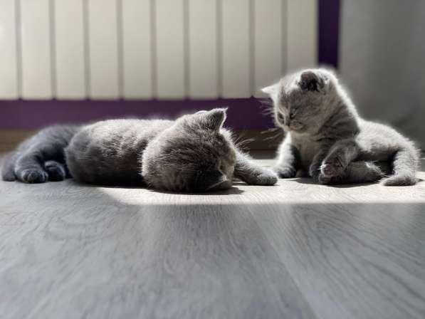 Шотландские плюшевые котята в Москве фото 18