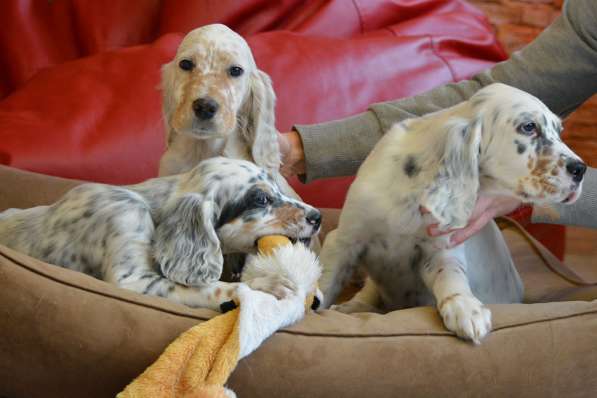 Английский сеттер щенки из элитного питомника в Москве фото 150