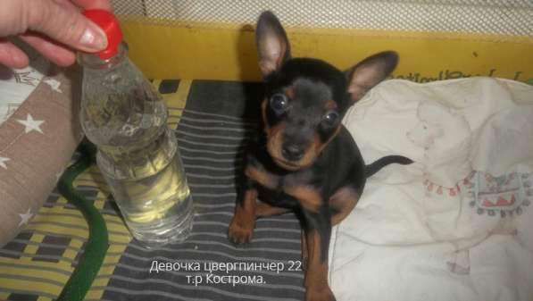 Щенки цвергпинчера в Костроме фото 23