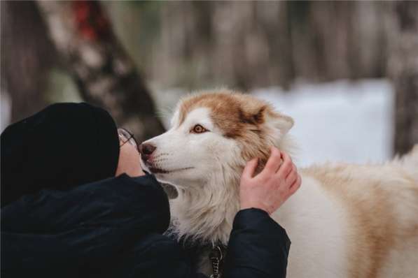Красивый пёс АрОн в добрые руки! в Москве фото 5
