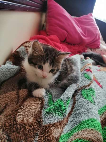 Котята в Новосибирске