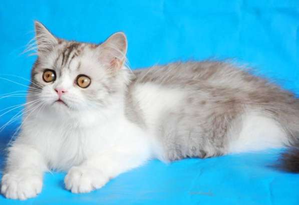 Шотландские висоухие котята из питомника в Екатеринбурге фото 13