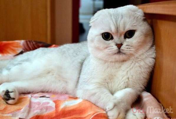 Кот на вязку 2000 котята от 2000 в Ярославле фото 5