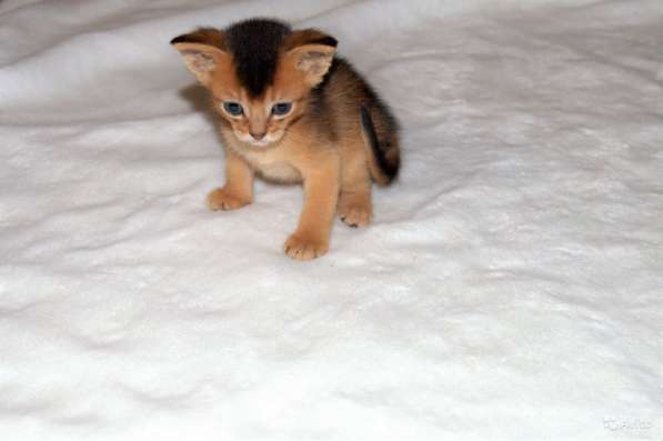 Абиссинские детки в Симферополе фото 8