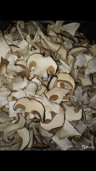 Белый сухой гриб 800 кг в Краснодаре фото 4