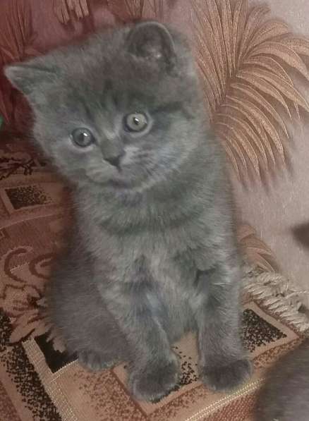 Продам британских котят голубого окраса в фото 4