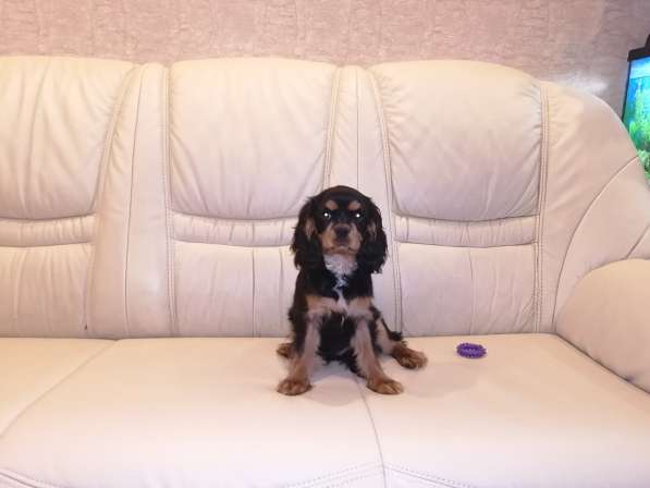 Щенки КАВАЛЕР КИНГ ЧАРЛЬЗ СПАНИЕЛЬ в фото 5