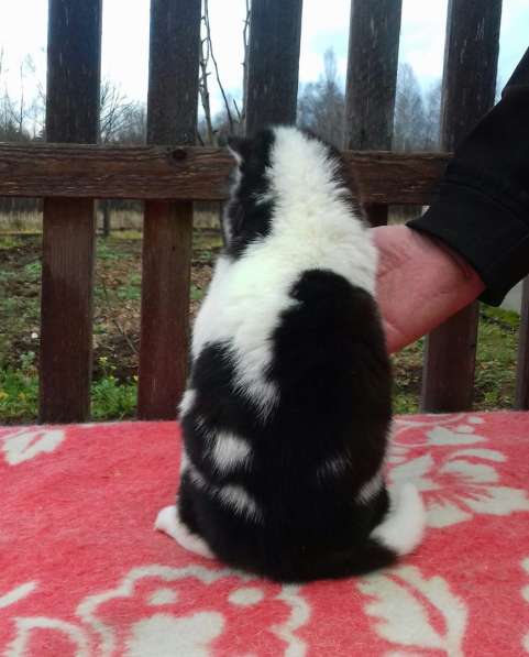 Мальчик Хаски в Москве фото 4