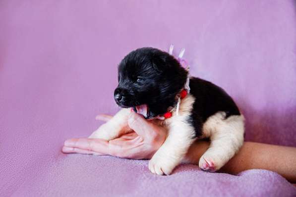 Щенки американской акиты в Ростове-на-Дону фото 15