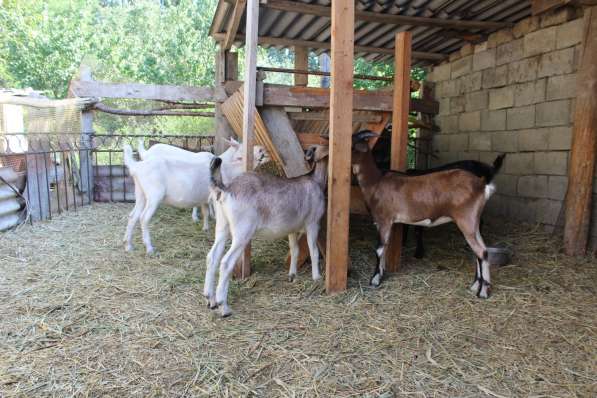 Продаются козы и козлята разных пород в Кизляре фото 4