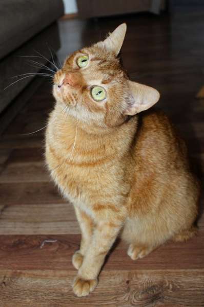 Красивый рыжий кот Маркус в добрые руки в фото 3