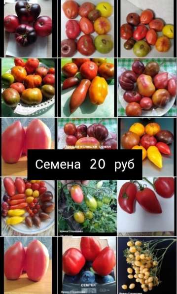 Продам излишки семян