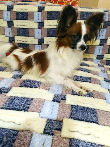 Щенки папийона в Ростове-на-Дону фото 19