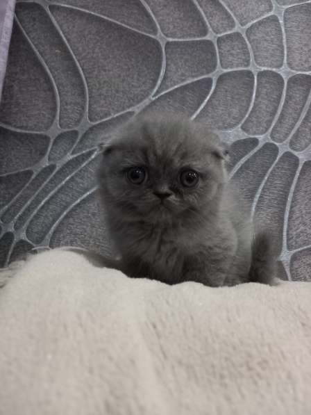 Котята в Челябинске фото 11