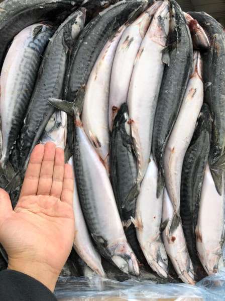 Продам свежую скумбрию в Пензе фото 3