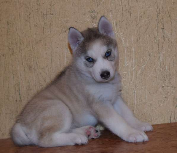 Замечательная девочка хаски. РКФ