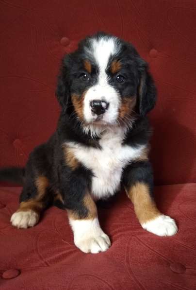 Щенки бернского зенненхунда в Москве фото 8