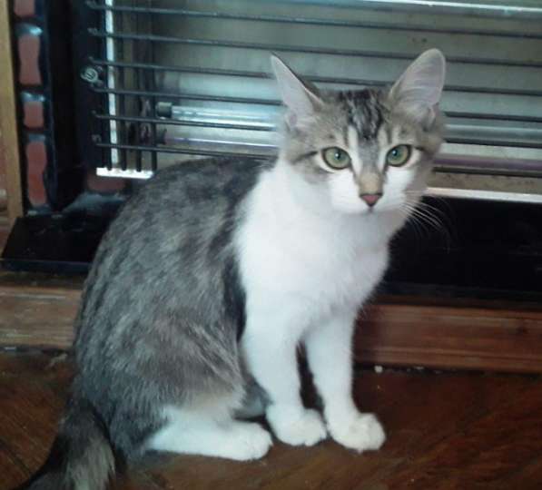 Кошка в добрые руки в Калуге фото 28