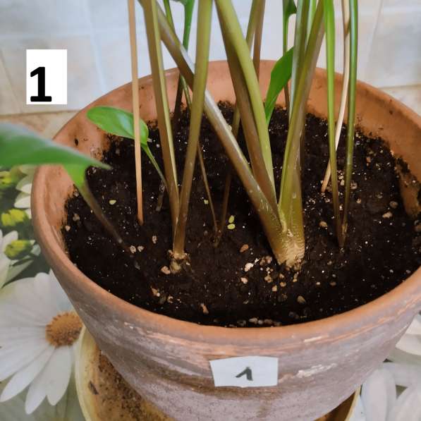 Комнатное растение дримиопсис в Химках фото 5