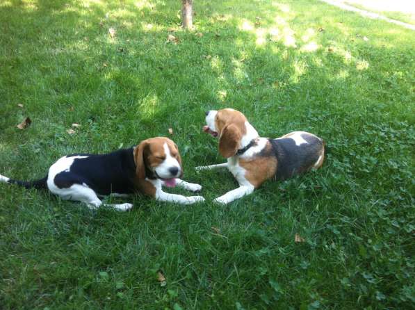 Продаются щенки бигля в Волгограде фото 30