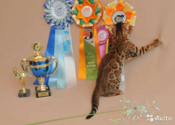 Бенгальский котенок, кошечка-шикарный домашний любимец в Казани фото 4
