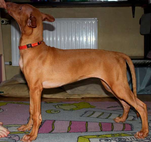 Щенки Фараоновой собаки в Санкт-Петербурге фото 16