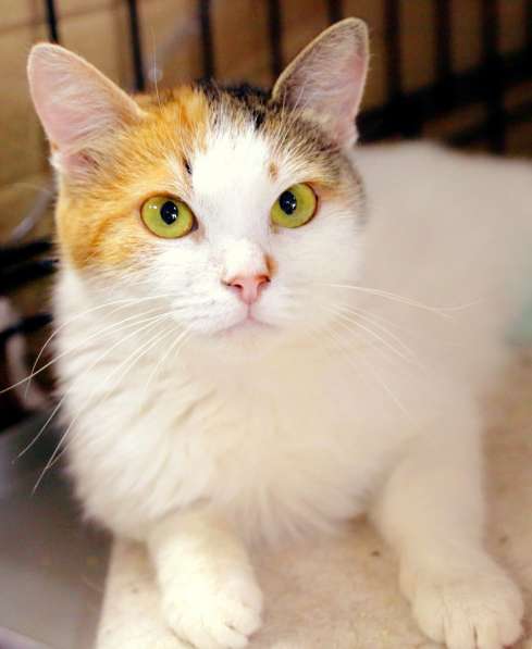 Нежная Джинни ищет дом в Москве фото 3