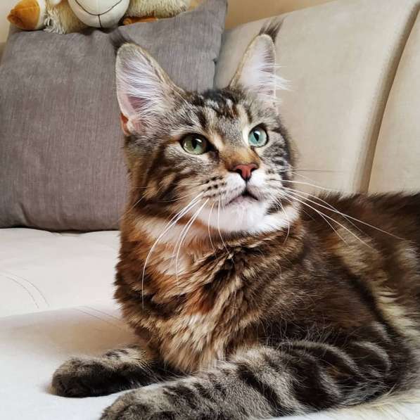 Котята мейн-кун в фото 6