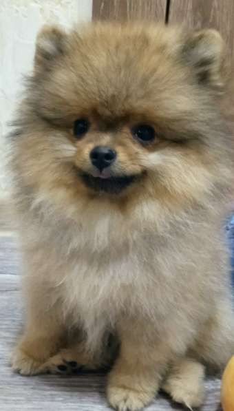 Померанский шпиц в фото 4
