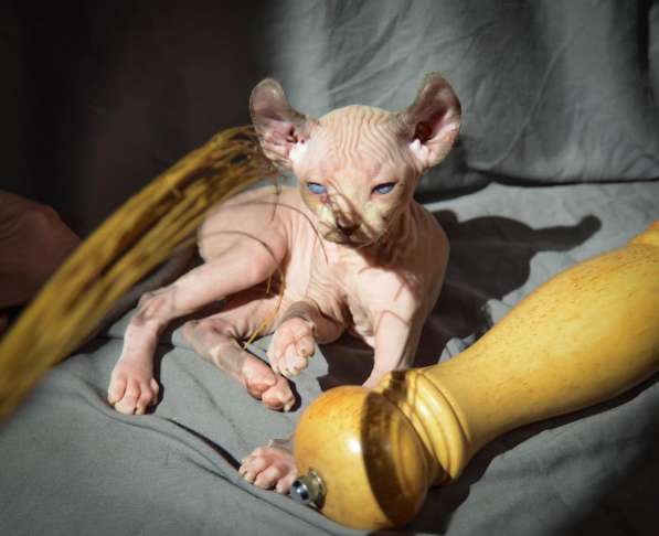 Elf girl ❤️ малышка эльф сфинкс