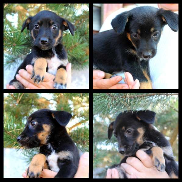 Щенки банда целая в добрые руки