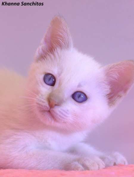 Тайские котята в Санкт-Петербурге фото 5