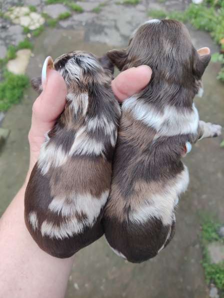 Щенки декоративных пород собак в Москве фото 16