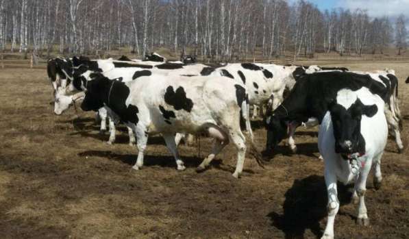Продам КРС коров дойные черно-пестрые на разведение в фото 5