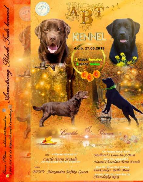 Шикарные щенки лабрадора, РКФ в Москве фото 10