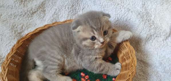 BKH Kitten Verkäufer в фото 16