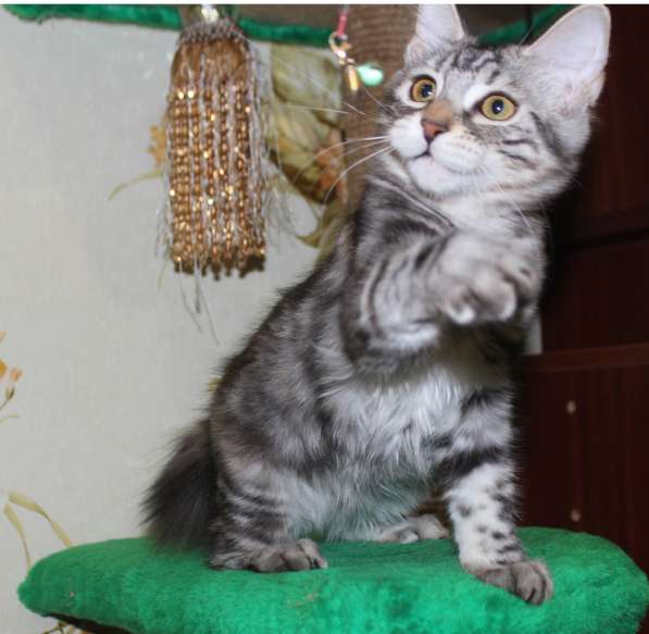 Резерв котят в Касимове фото 7