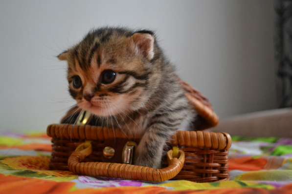 Шотландская вислоухая кошечка в фото 16