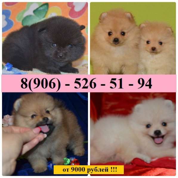 Щеночки Шпица по супер цене в Владимире
