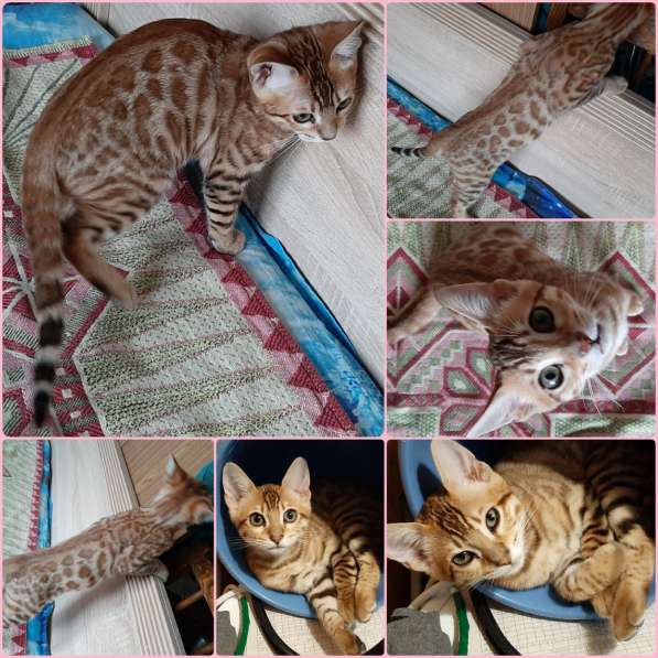 Бенгальская кошечка котенок в фото 6