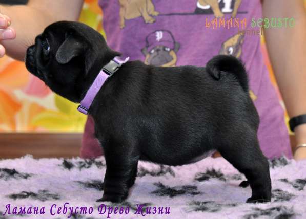 Подрощенная девочка мопсик в Москве фото 17