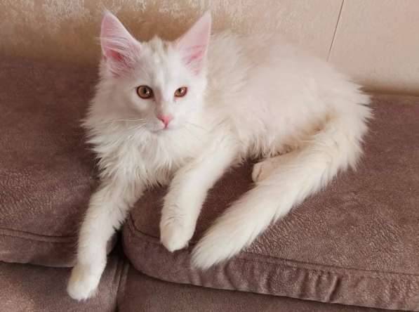 Maine Coon белая кошечка свободна в фото 9