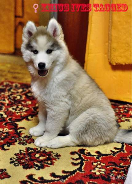 Щенки хаски в Санкт-Петербурге фото 11