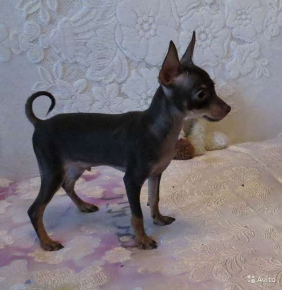 Щенки Русского Той терьера