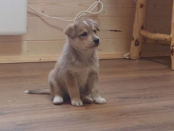 Щенок в Москве фото 9