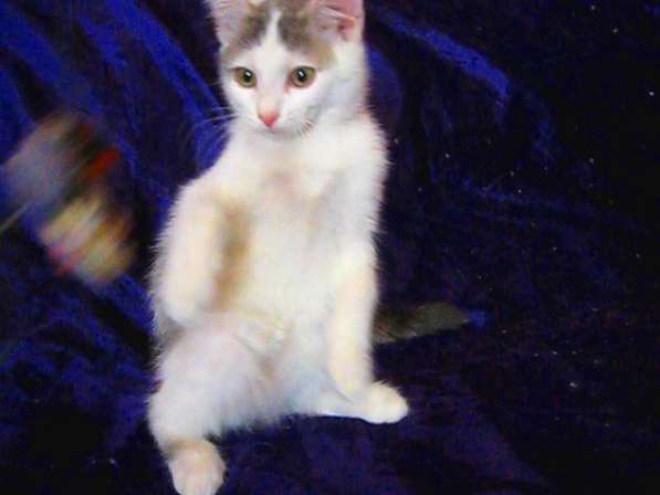 Европейская короткошерстная кошка – отличный домашний питоме в фото 7