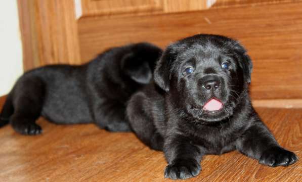 Щенки лабрадора в Самаре в Самаре фото 10