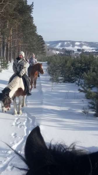 Конные прогулки в Красноярске фото 5